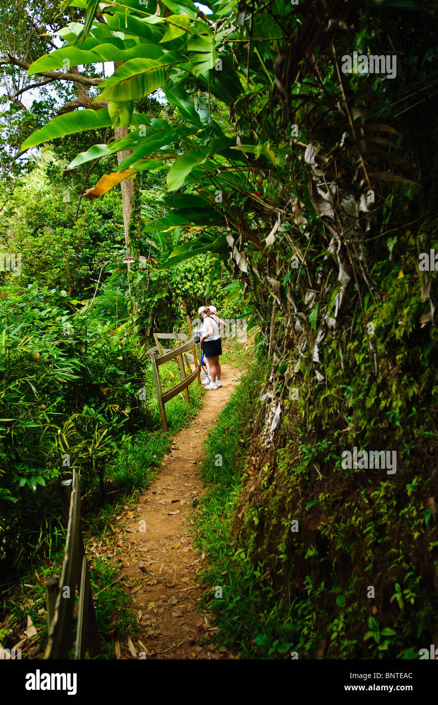 Escursionismo su sette sorelle cascata sentiero in Grenada Foto Stock