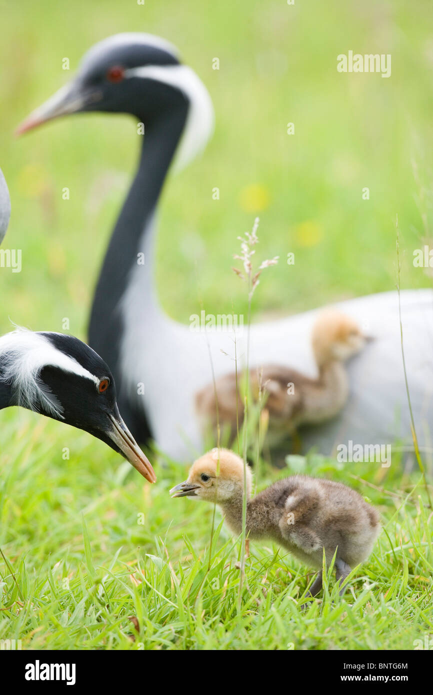 Demoiselle gru (Anthropoides virgo). Testa Maschio alimentazione dei giovani, primo piano. I gemelli in cerca di coprire il riscaldamento da seduta, femmina cova dietro. Foto Stock