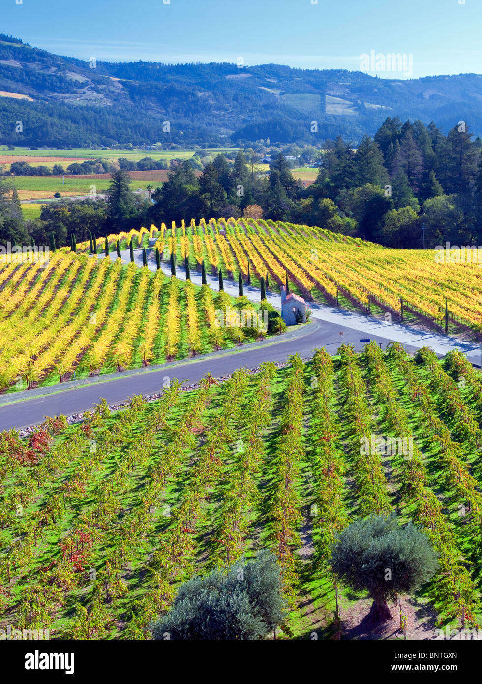 Vista dei vigneti nella parte anteriore del Castello di Amorosa. Napa Valley, California. Proprietà rilasciato Foto Stock