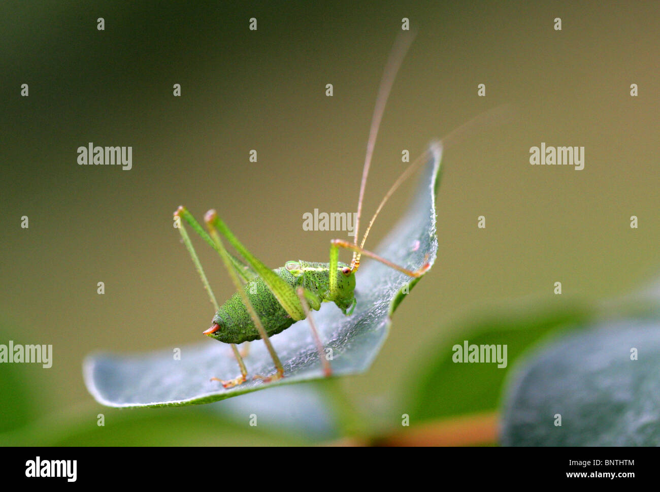 Giovane Maschio screziato Bush-Cricket (Ninfa), Leptophyes punctatissima, Tettigoniidae, Orthoptera. Foto Stock