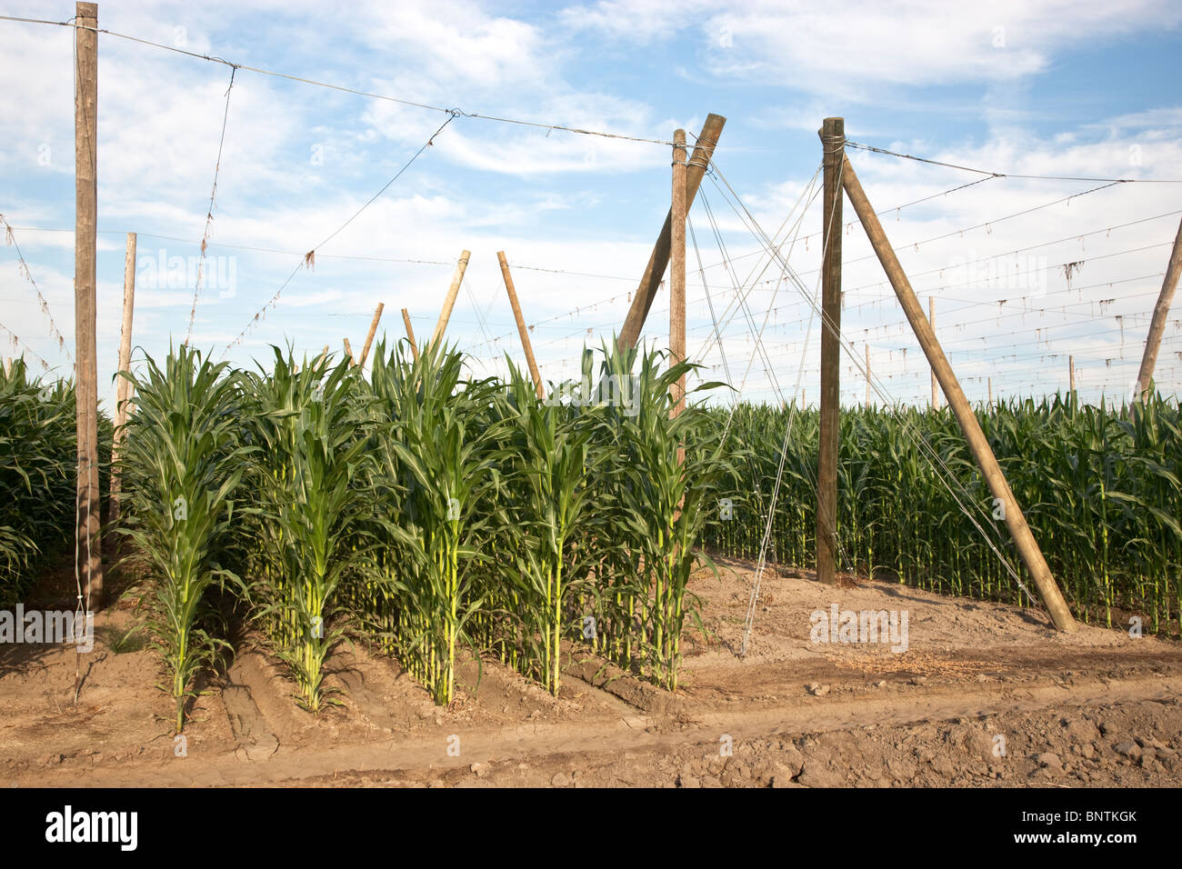 Coltivazione di mais, la rotazione delle colture. Foto Stock