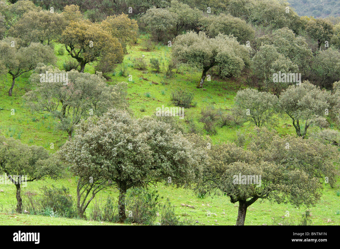 Lo spagnolo dehesa nella regione dell'Extremadura Foto Stock