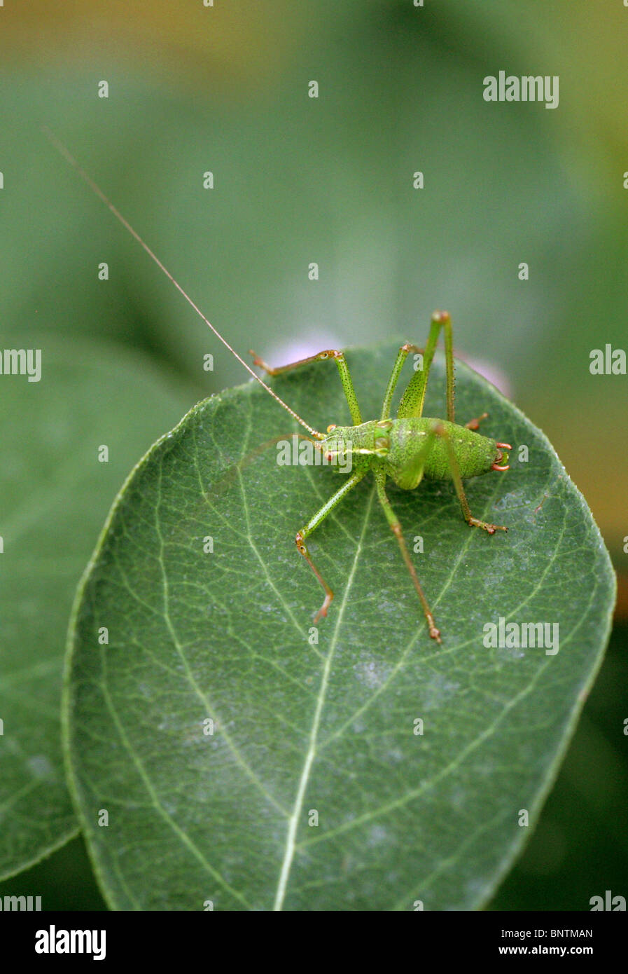 Giovane Maschio screziato Bush-Cricket (Ninfa), Leptophyes punctatissima, Tettigoniidae, Orthoptera. Foto Stock