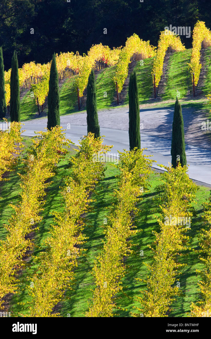 Vista dei vigneti e Cipro viale alberato davanti al Castello di Amorosa. Napa Valley, California. Proprietà rilasciato Foto Stock