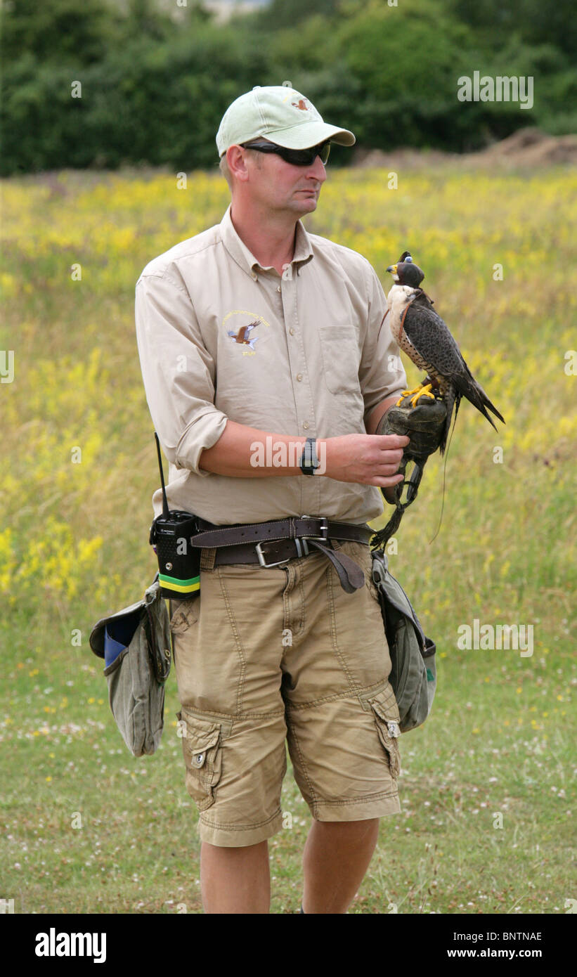 Falconer al Hawk Conservancy Trust con un falco pellegrino, Falco peregrinus, Falconidi, Falconiformes. Foto Stock