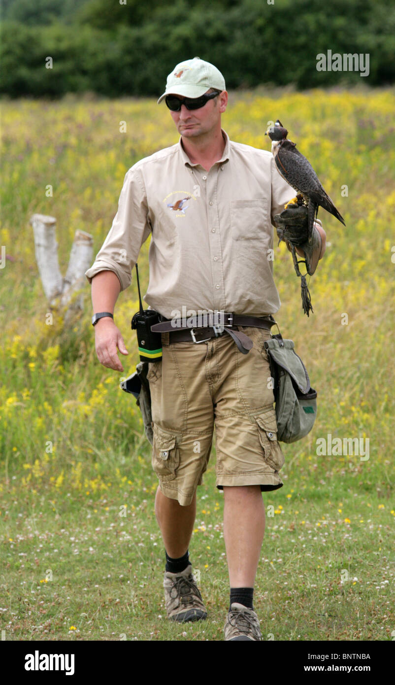 Falconer al Hawk Conservancy Trust con un falco pellegrino, Falco peregrinus, Falconidi, Falconiformes. Foto Stock