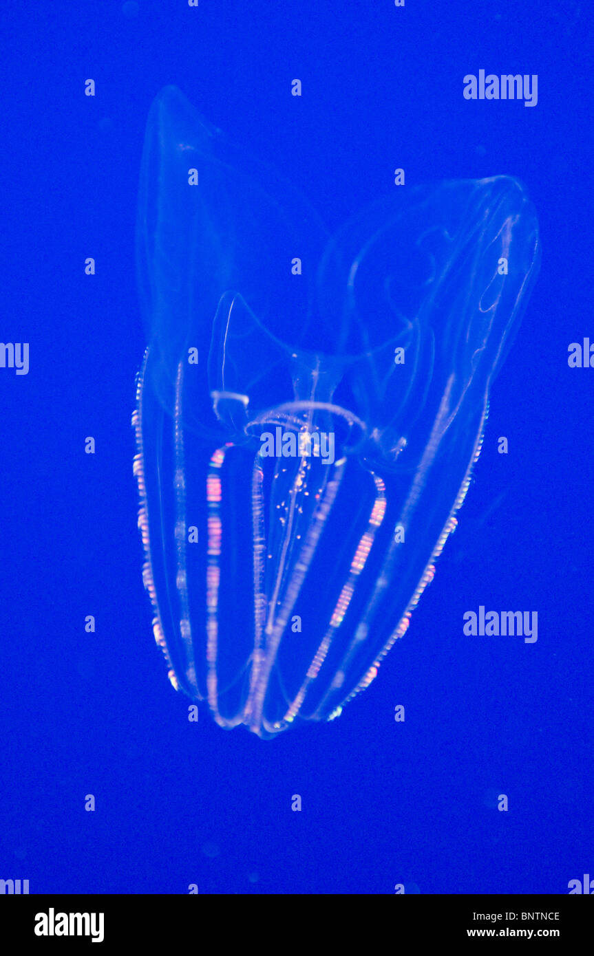 Una metà acqua jelly si illumina con la bioluminescenza presso il Monterey Bay Aquarium in California Foto Stock