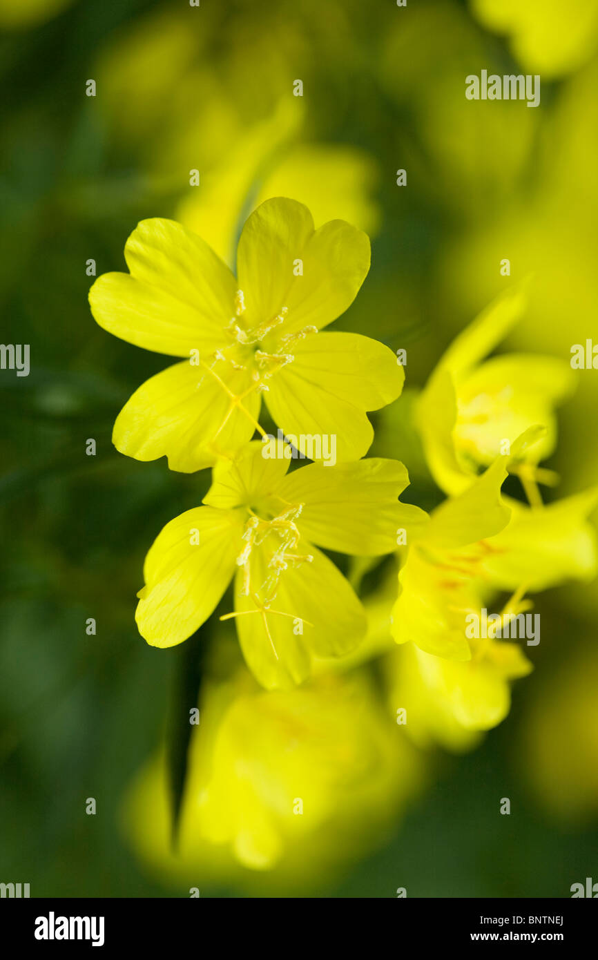 Grappolo di fiori gialli di enagra (Oenothera biennis) - USA Foto Stock