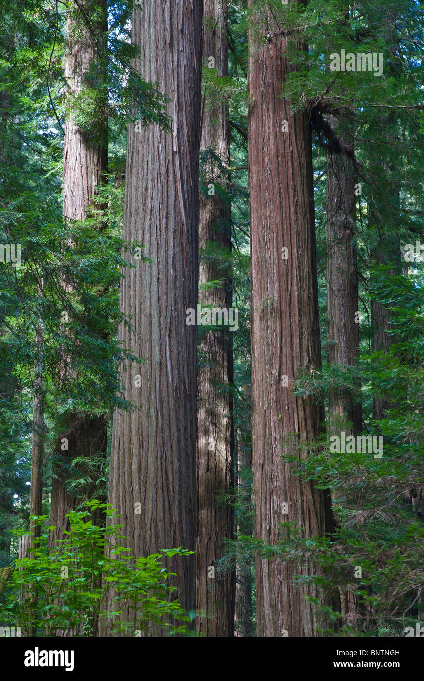 Alberi di Sequoia in Humboldt Redwoods State Park nel nord della California Foto Stock