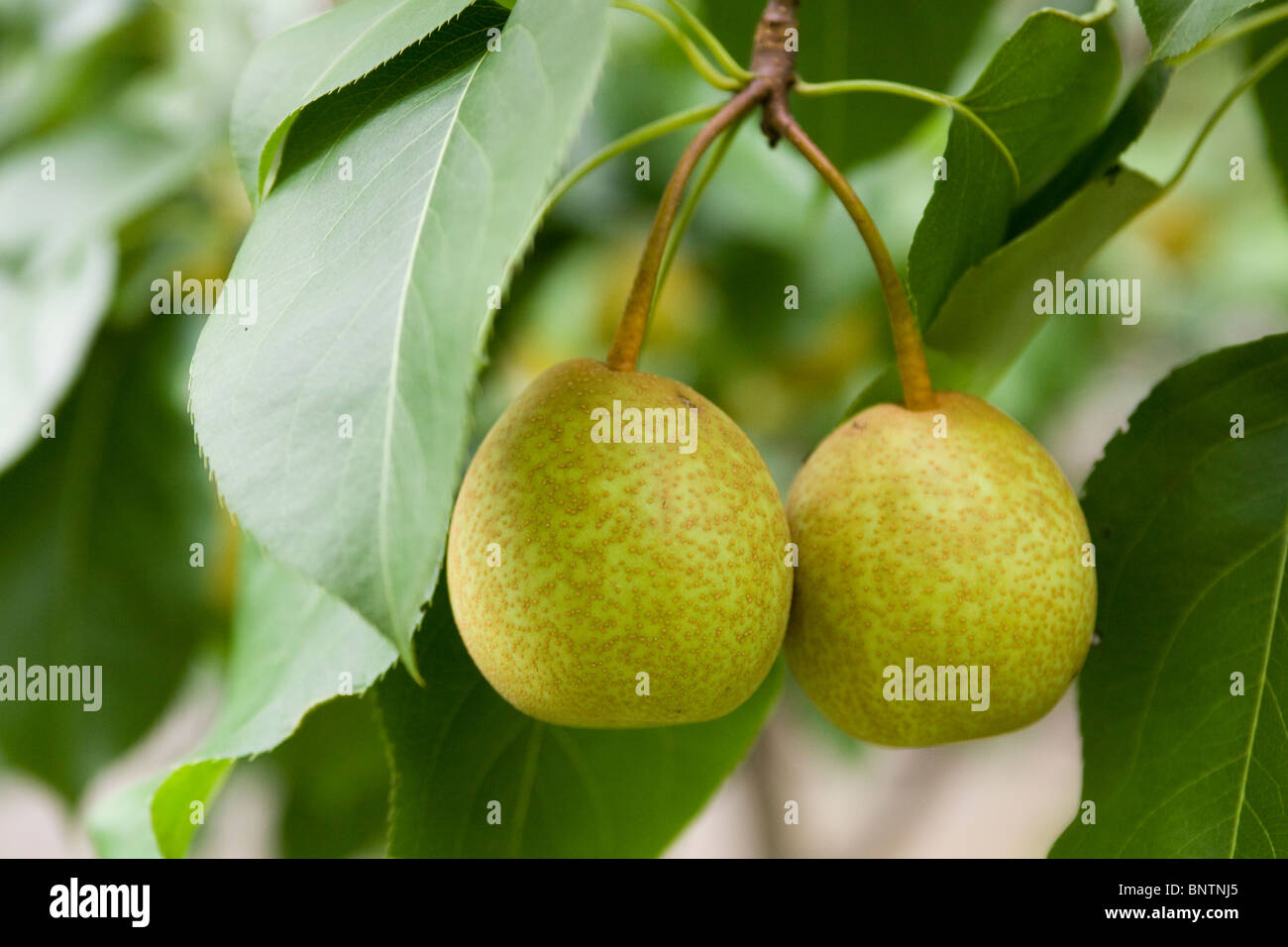 Pere asiatici sul ramo Foto Stock