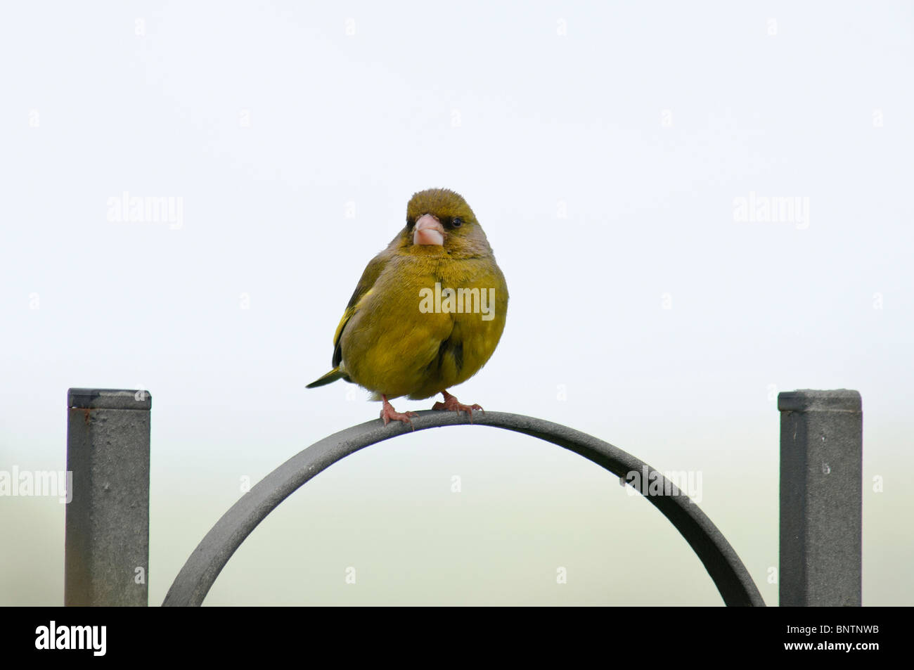Verdone Carduelis chloris Foto Stock