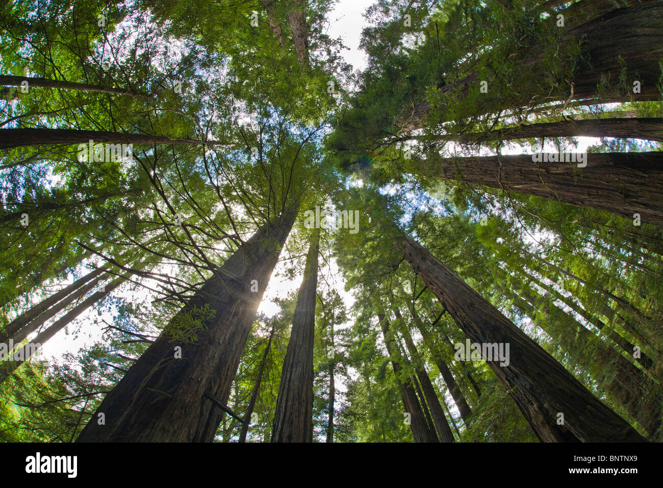 Alberi di Sequoia in Humboldt Redwoods State Park nel nord della California Foto Stock