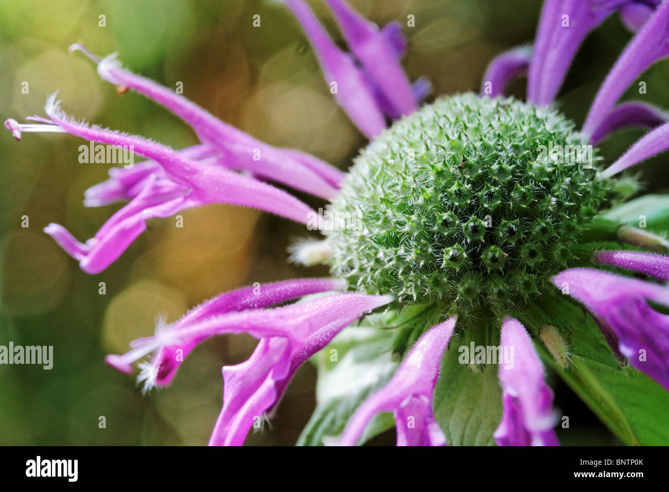 Un impianto di Monarda con fioriture di viola. Foto Stock