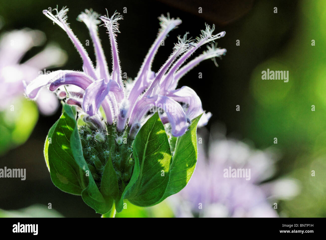 Monarda in fiore. Foto Stock