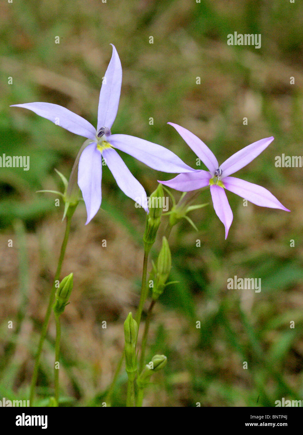 Rock Isotome, Isotoma axillaris, syn. Laurentia axillaris, Campanulaceae. East Gippsland, Australia. Foto Stock