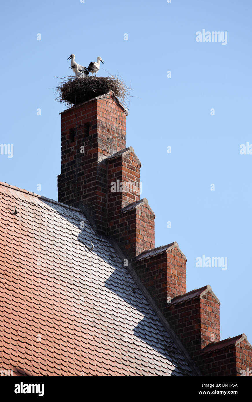 La nidificazione delle cicogne sulla sommità di Tangermünde Rathaus o Town Hall, Germania, Europa. Foto Stock