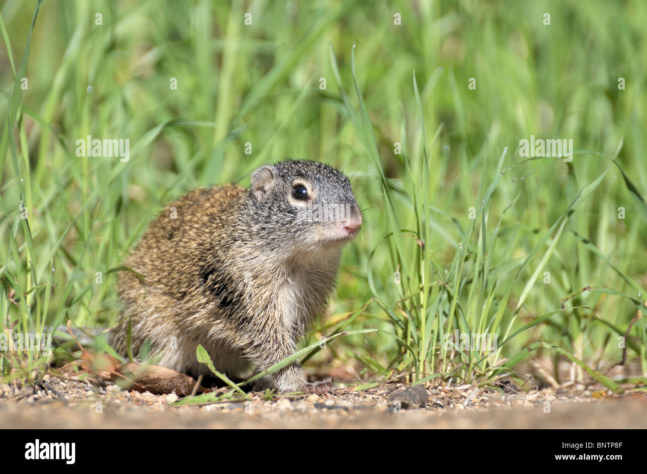 Un Franklin's scoiattolo di terra si siede al mattino presto, bagnato da strisciare attraverso l'erba bagnata. Profondità di campo. Foto Stock