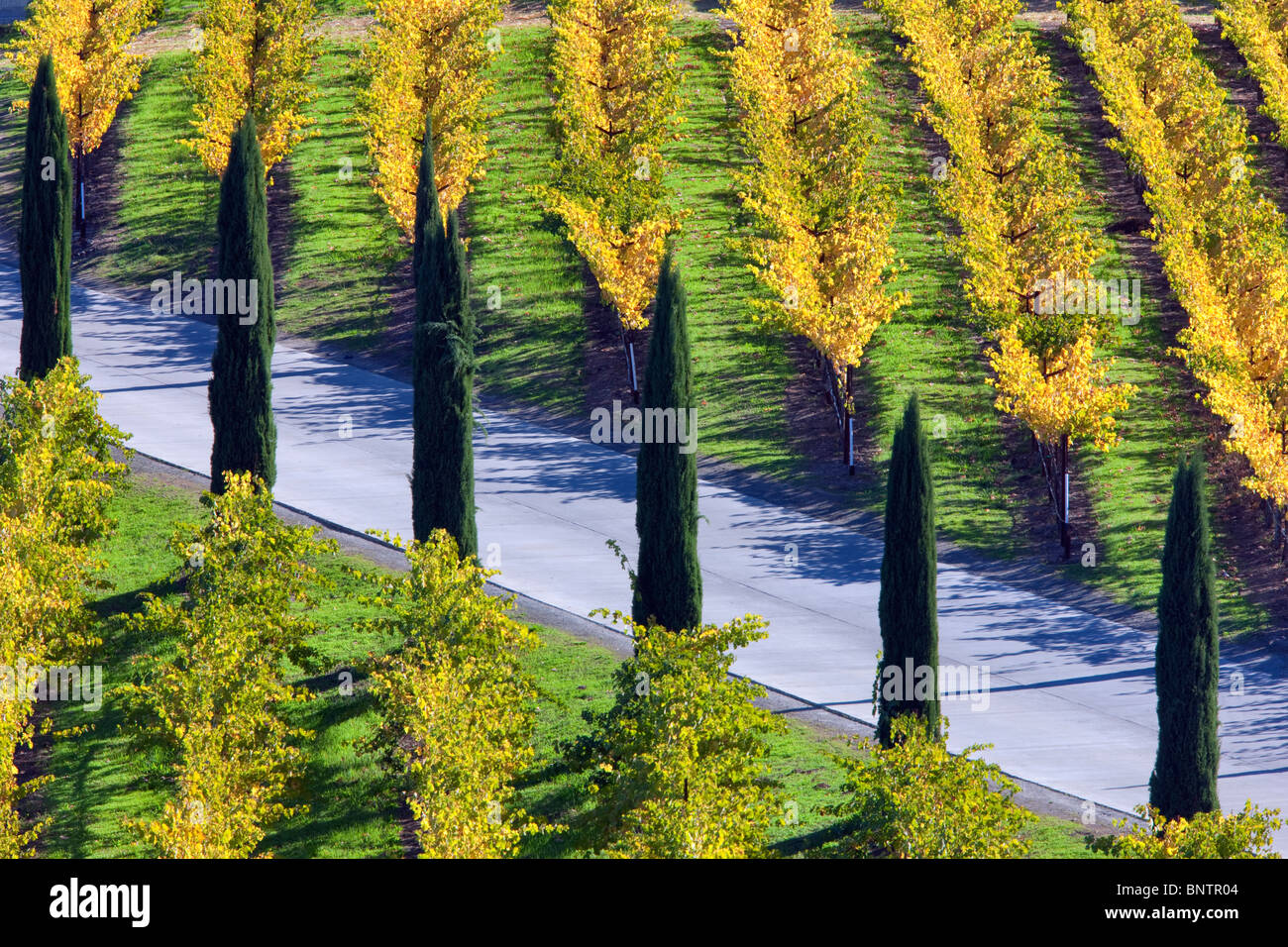 Vista dei vigneti e Cipro viale alberato davanti al Castello di Amorosa. Napa Valley, California. Proprietà rilasciato Foto Stock