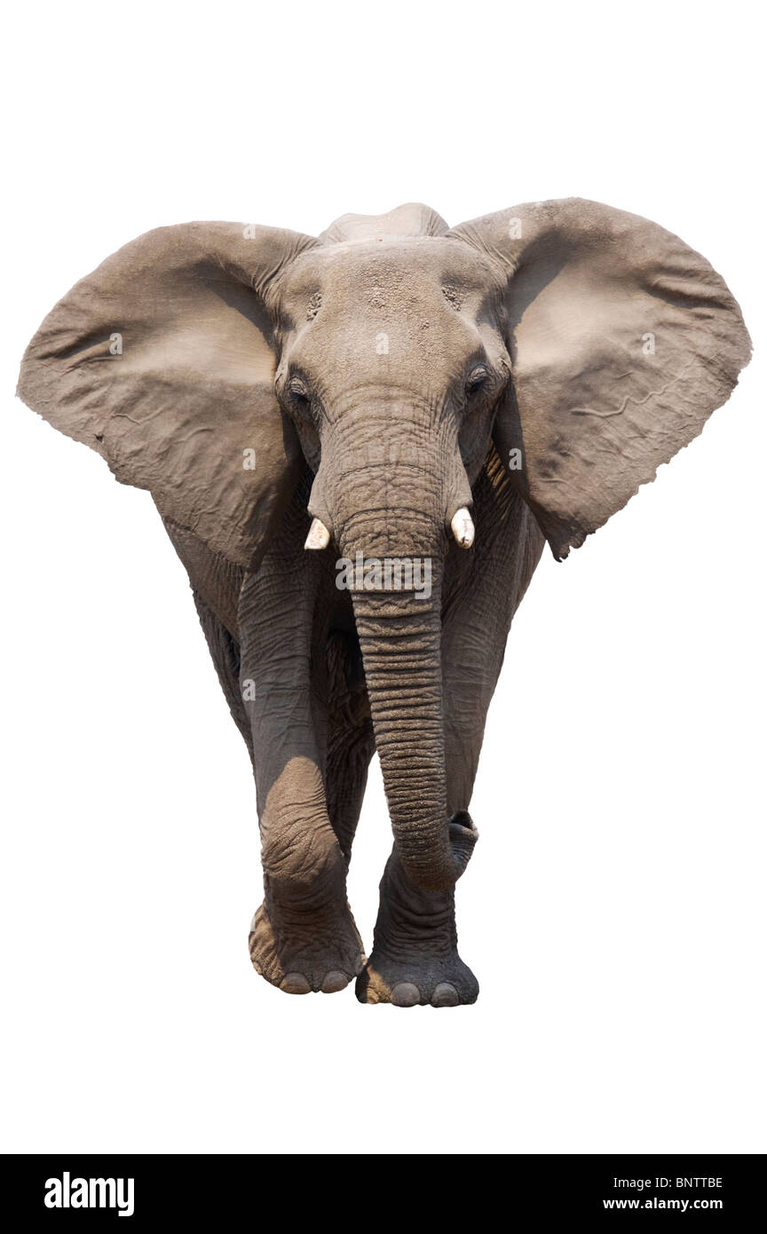 Elefante africano isolato su bianco; Loxodonta africana Foto Stock