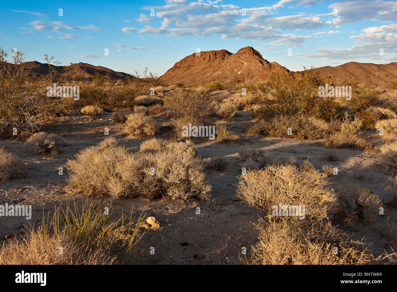 Deserto Mojave, la California del Sud Foto Stock