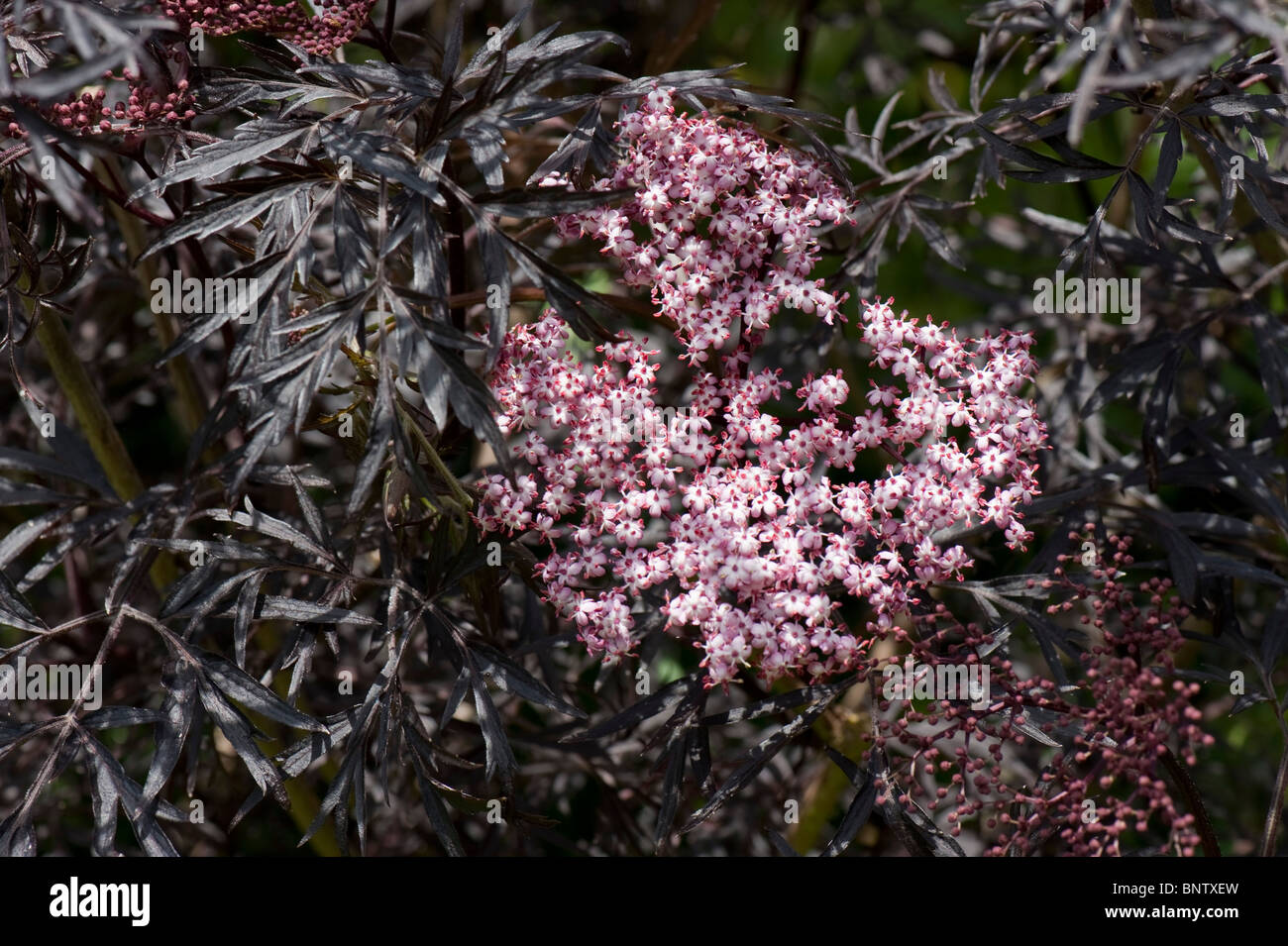 Il sambuco Sambucus nigra "pizzo nero' fiori di colore rosa con belle foglie di colore nero Foto Stock