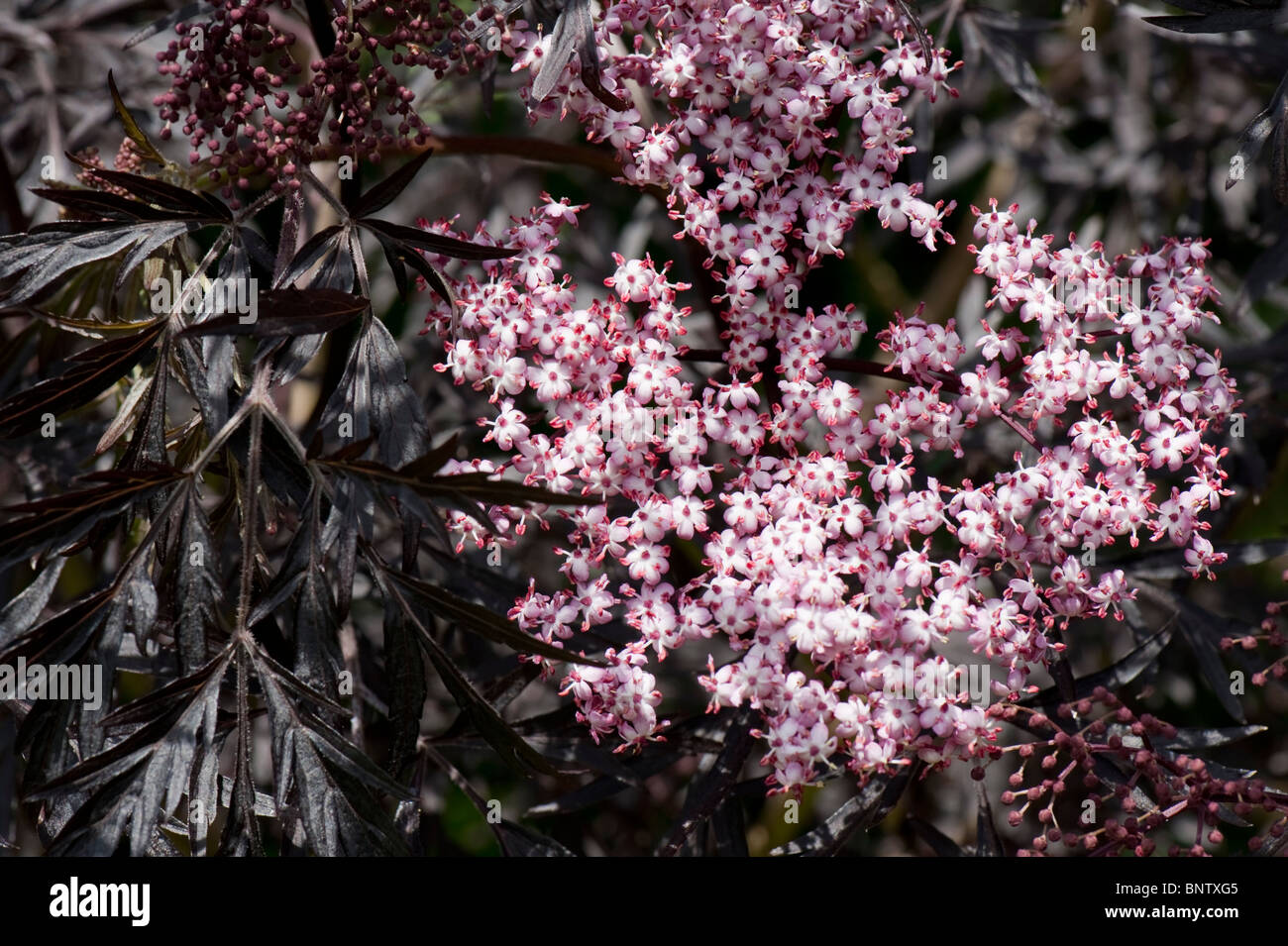 Il sambuco Sambucus nigra "pizzo nero' fiori di colore rosa con belle foglie di colore nero Foto Stock
