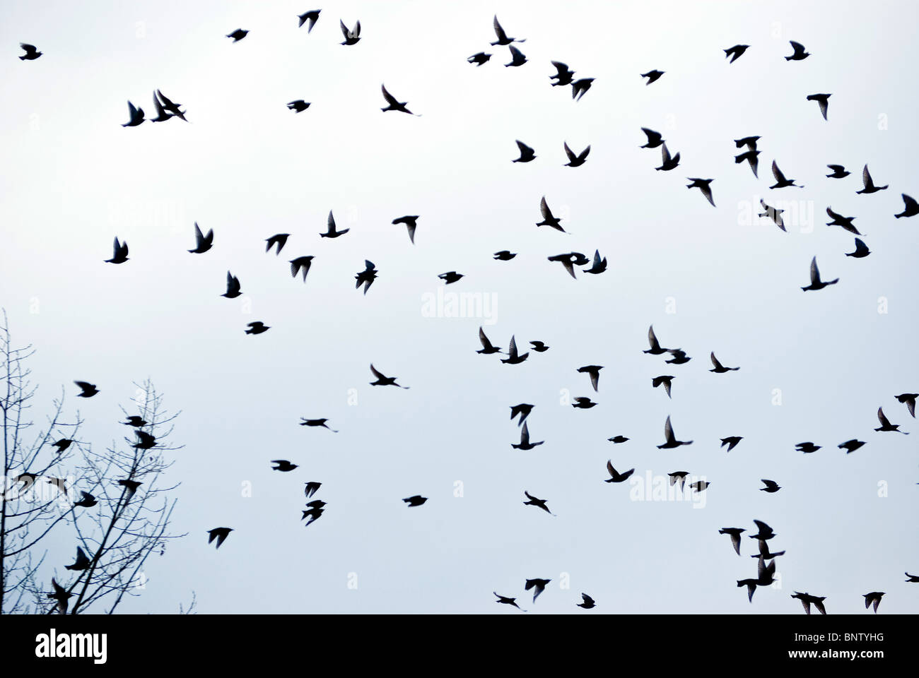 Stormo di uccelli in volo. Foto Stock