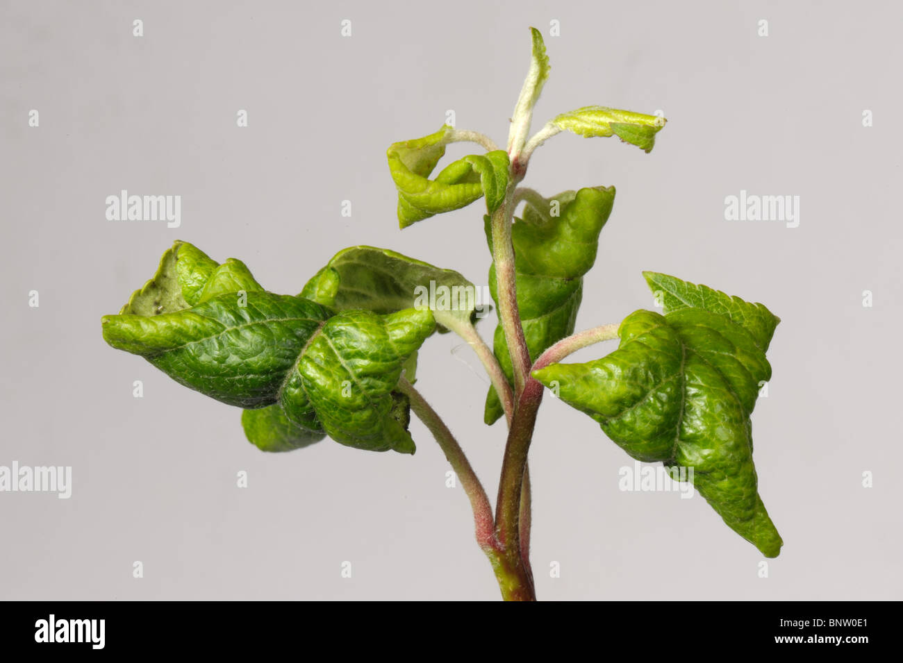 Rosy apple (afide Dysaphis plantaginea) distorsione e curling danni alle foglie di Apple Foto Stock