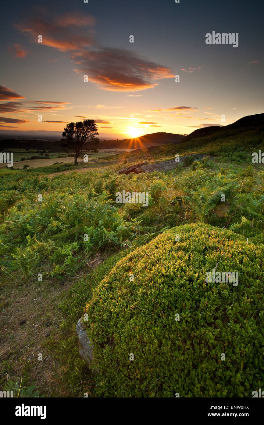 Estate tramonto, Warren Moor vicino Kildale, North York Moors National Park Foto Stock