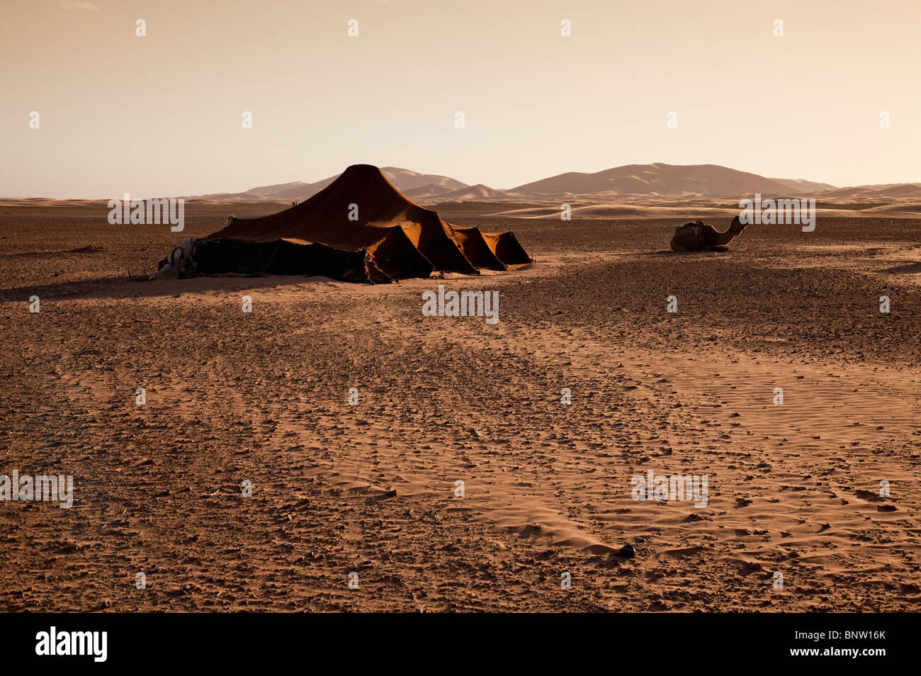 Deserto del Sahara vicino Erfoud con Erg Chebbi oltre, mostrando tenda e cammello (dromedario) nel villaggio del deserto Nero, regione di Drâa-Tafilalet, Marocco orientale Foto Stock