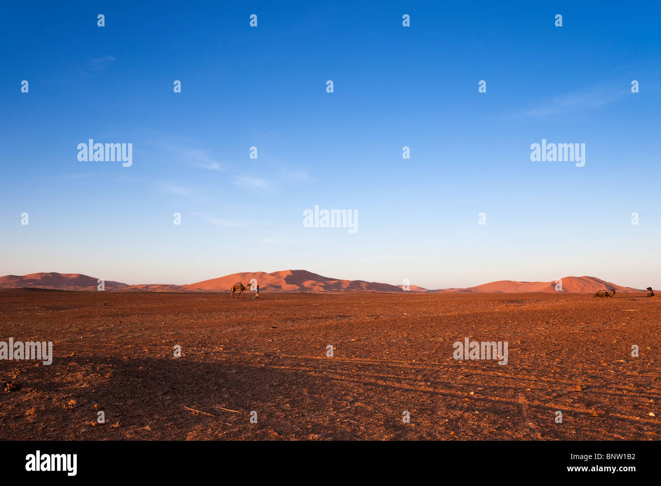 Dune di sabbia gigante 'Erg Chebbi' all'alba con mandria di cammelli, vicino a Erfoud, Marocco Foto Stock