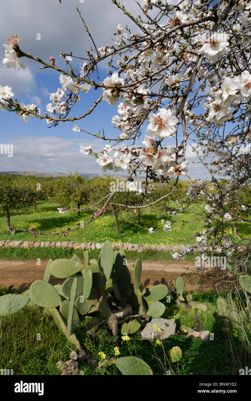 Avola. Sicilia. L'Italia. Almond blossom & limoneti. Foto Stock