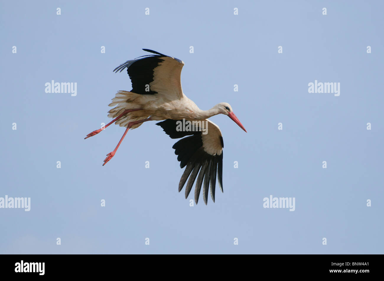 Politica europea comune in materia di Stork (Ciconia ciconia), volare, Spagna Foto Stock