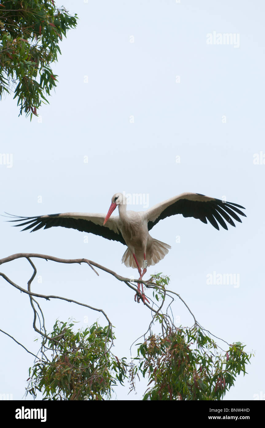 Politica europea comune in materia di Stork (Ciconia ciconia), si erge nei pressi del nido, Spagna Foto Stock