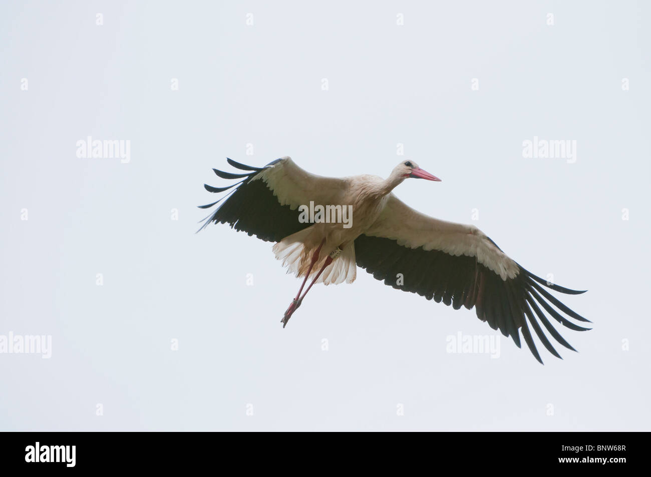 Politica europea comune in materia di Stork (Ciconia ciconia), volare, Spagna Foto Stock