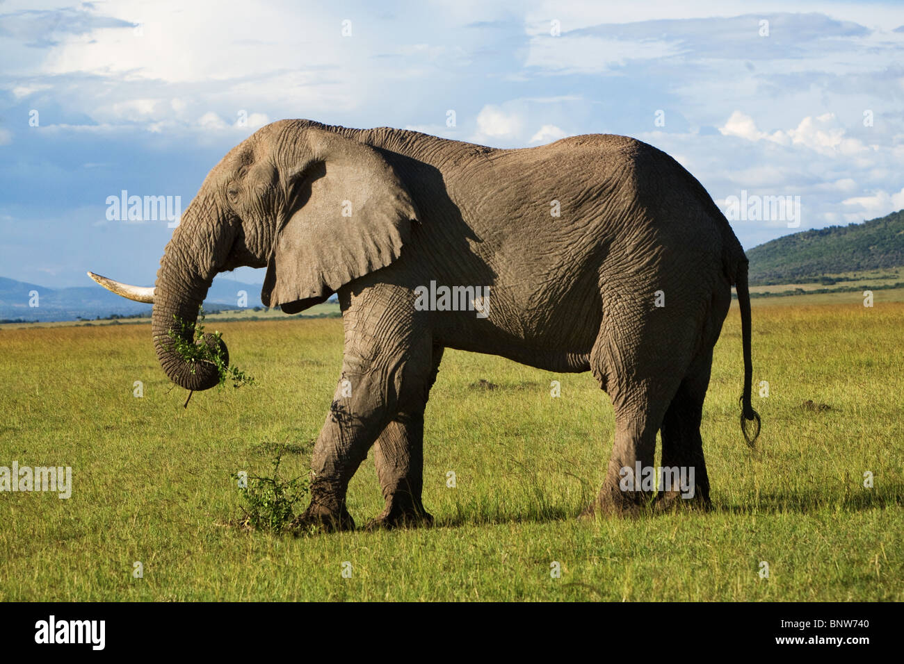 L'elefante nella Masai Mara Kenya Foto Stock