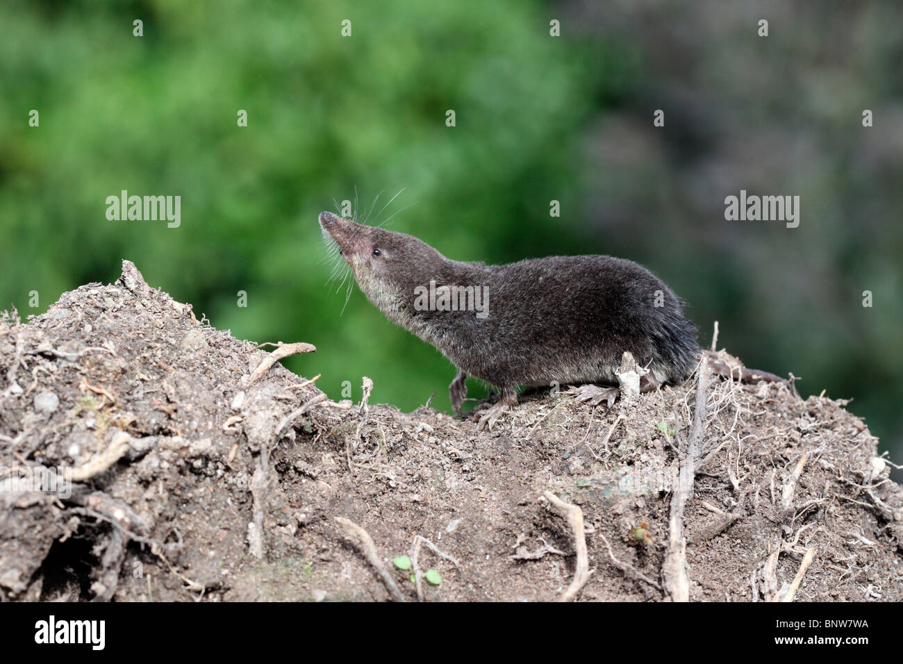 Acqua megera, Neomys fodiens, singolo megera sul terreno, Warwickshire, Luglio 2010 Foto Stock