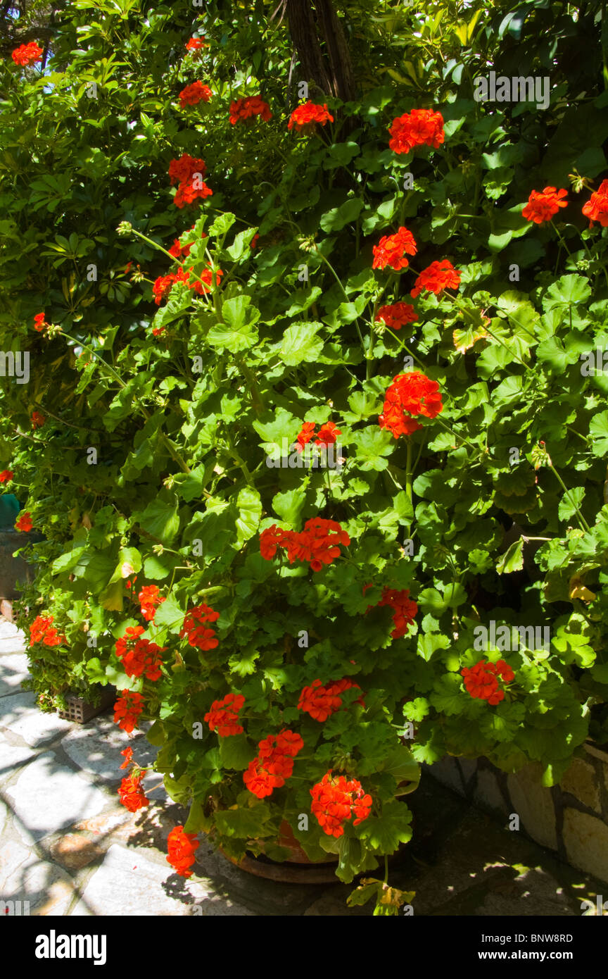 Pentola di rosso dei gerani in estate sole Foto Stock