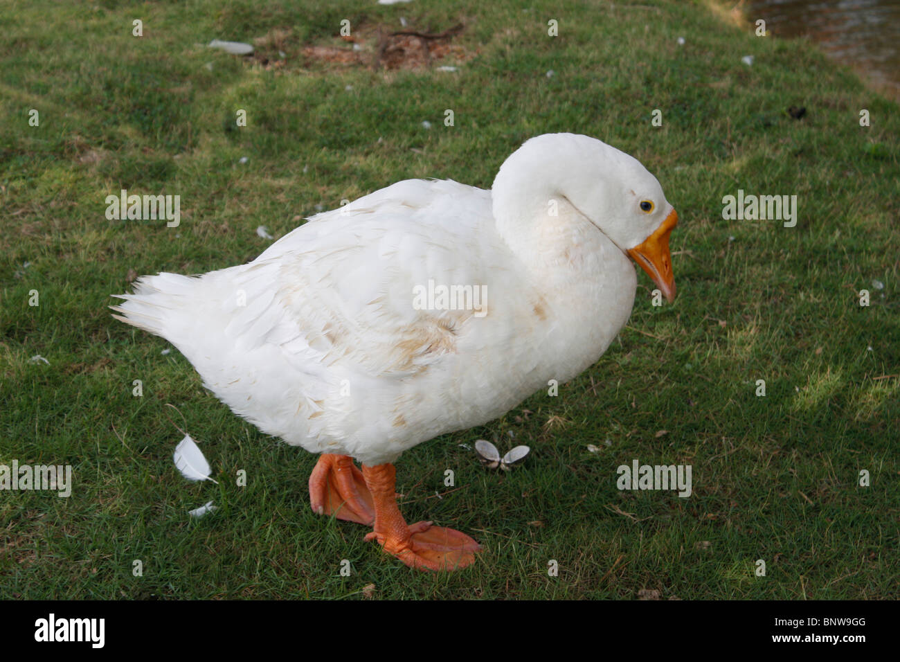 Duck palmati piedi a piedi di uccelli in erba Foto Stock