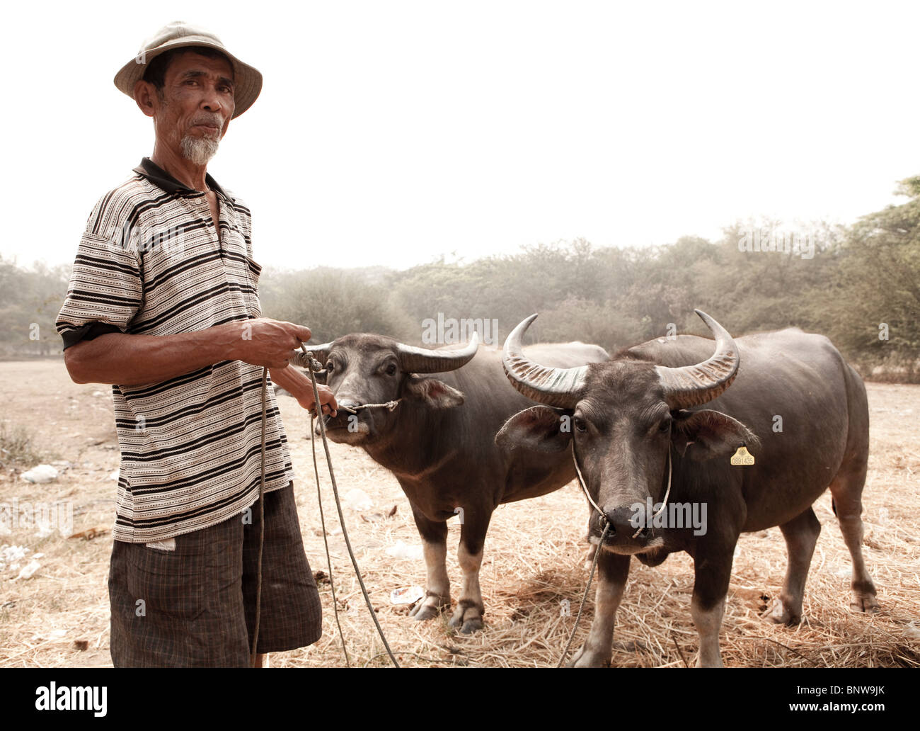 Un agricoltore in Chiang Mai Thailandia prendendo il suo due Buffalo a pascoli di nuovo. Foto Stock
