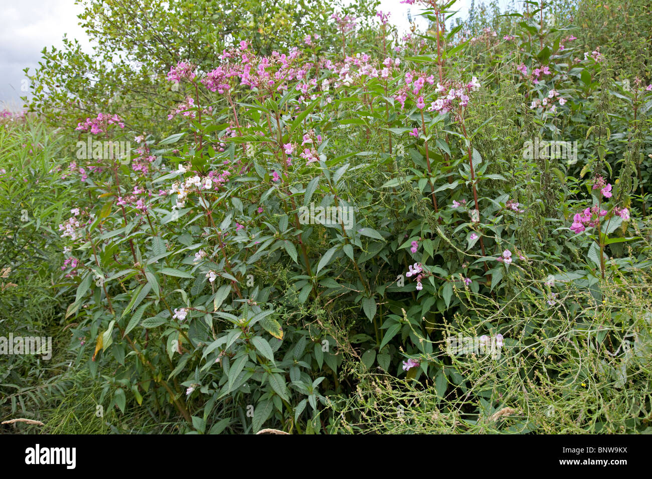 Balsamo himalayana piante invadenti rive del fiume Wye, Regno Unito Foto Stock