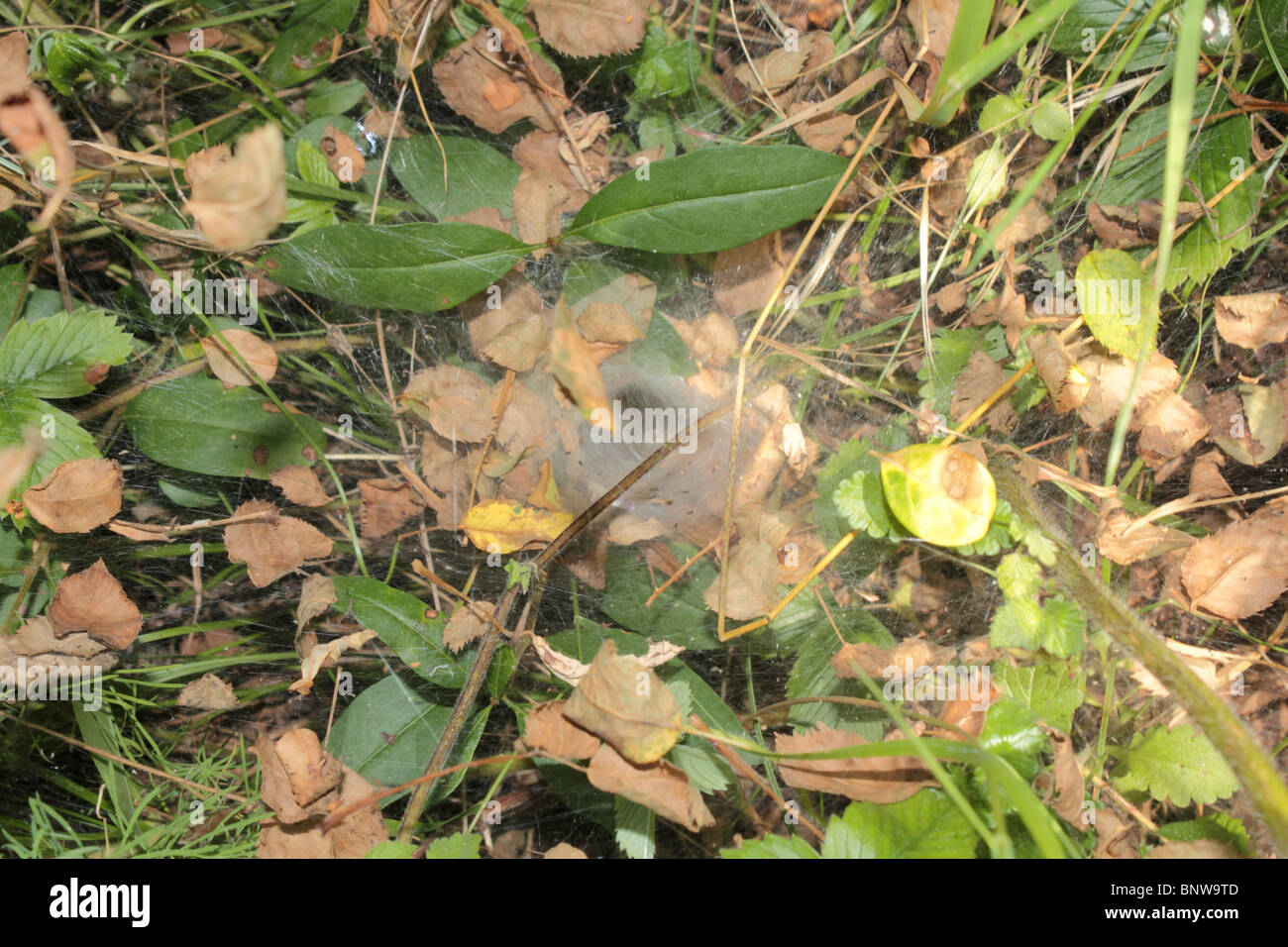 Una tela di ragno sul suolo della foresta. Foto Stock