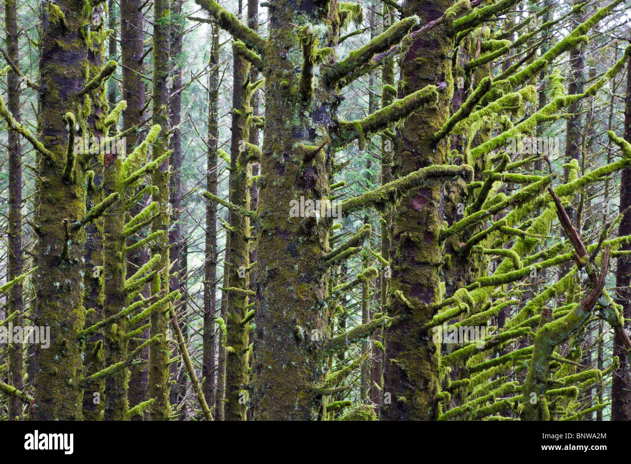 Moss su Abete rosso lungo la Southern Oregon Coast Foto Stock