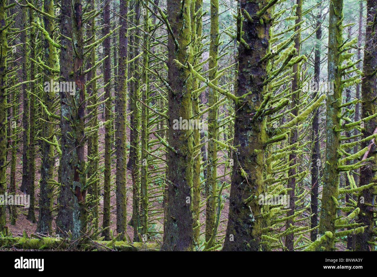 Moss su Abete rosso lungo la Southern Oregon Coast Foto Stock