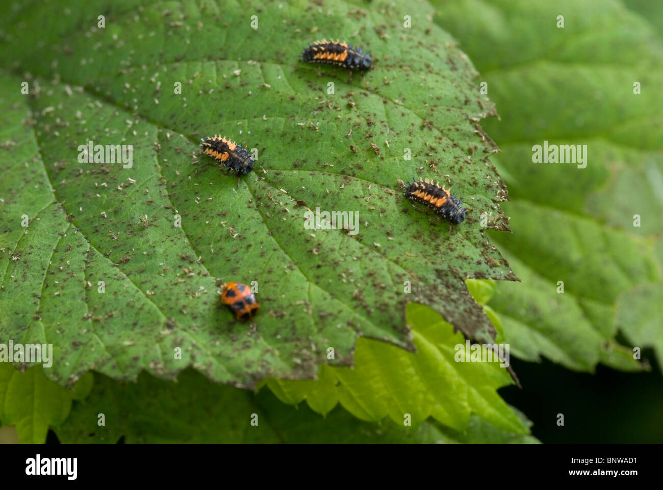 Larve di coccinella Foto Stock