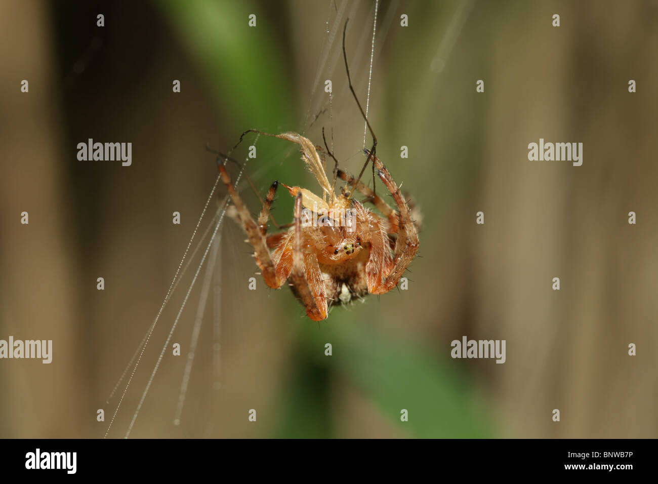 Close up di un giardino Spider Araneus diadematus alimentare sulla preda catturata Regno Unito Foto Stock