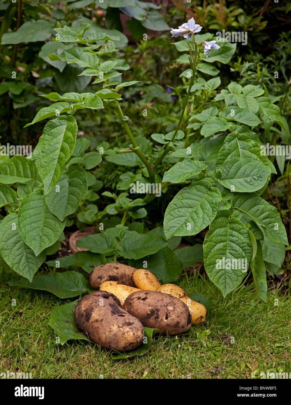 Nuovo e fresco con patate casa coltivati pianta di patata Foto Stock