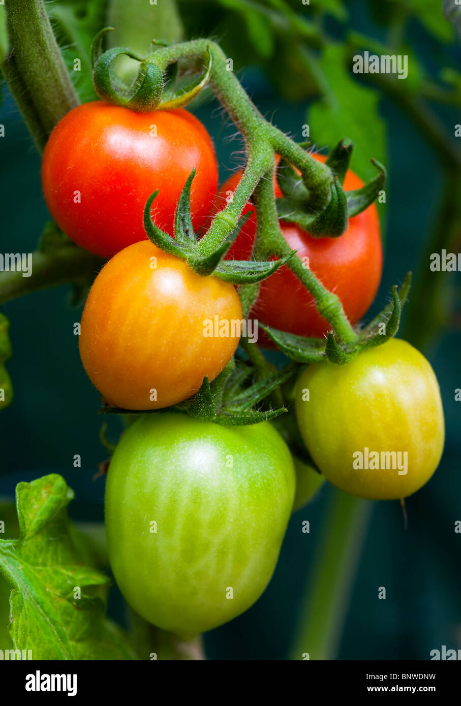 Fresh colorful ripe e pomodori acerbi crescente sulla vite Foto Stock