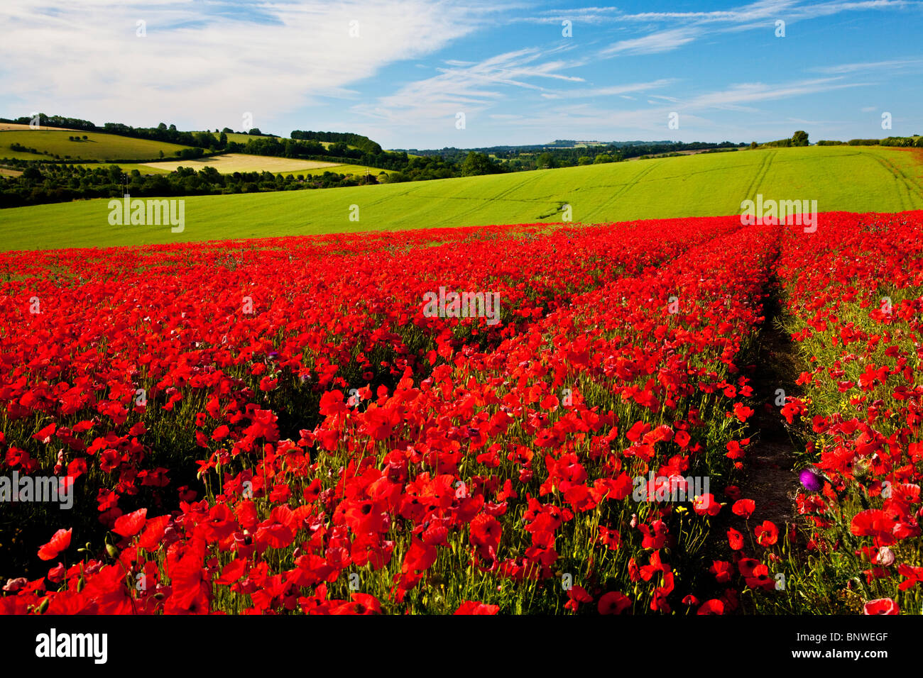 I campi di papavero in sole sui bassi di Marlborough, Wiltshire, Inghilterra, Regno Unito Foto Stock