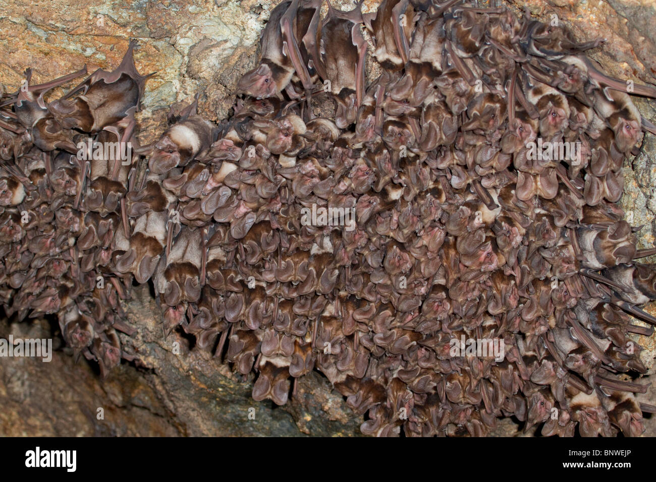 Una colonia di grandi zattini a coda libera (Otomops harrisoni) nella grotta, nel Kenya centrale. Foto Stock